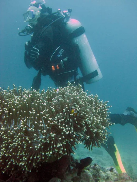 Tiro vertical de um mergulhador usando terno de mergulho, barbatanas e equipamentos nadando perto de recifes de coral — Fotografia de Stock