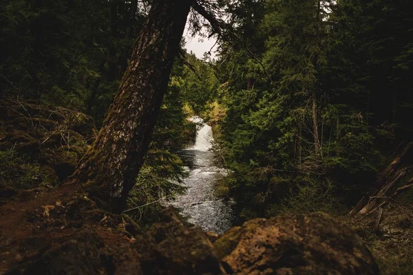 Ormandaki yeşil ağaçların arasında güzel geniş bir nehir manzarası. — Stok fotoğraf