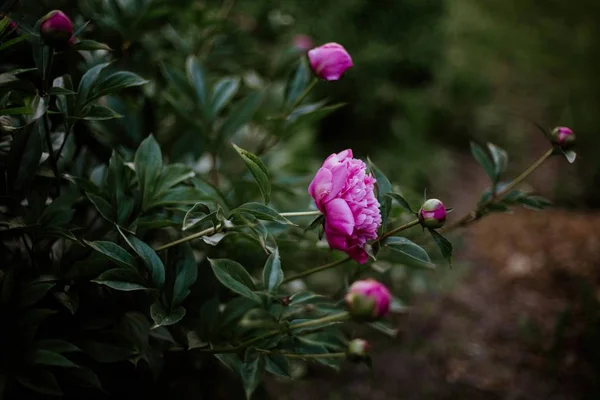 带有模糊自然背景的粉红花朵的近照 — 图库照片
