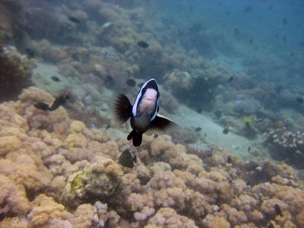 サンゴ礁の間で黒と白の魚の選択的なクローズアップショット — ストック写真