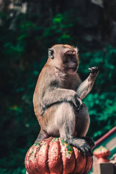 Tiro seletivo vertical de um macaco marrom no fundo embaçado de árvores verdes — Fotografia de Stock