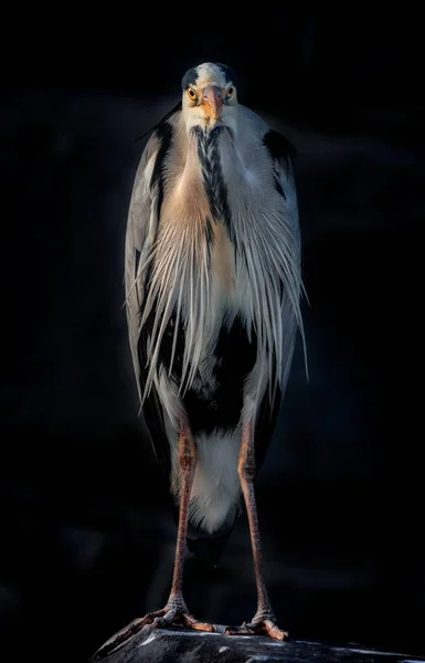 Vertical selective closeup shot of Great blue heron with a black background — Stock Photo, Image