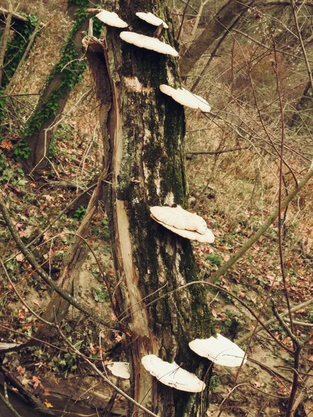 Verticaal schot van een boom en witte paddenstoelen opgegroeid op de boom in het bos — Stockfoto