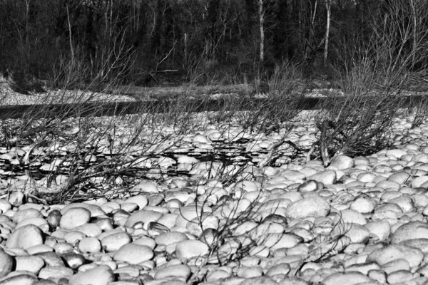 Όμορφη βολή βράχων κοντά σε δέντρα χωρίς φύλλα και νερό σε μαύρο και άσπρο — Φωτογραφία Αρχείου