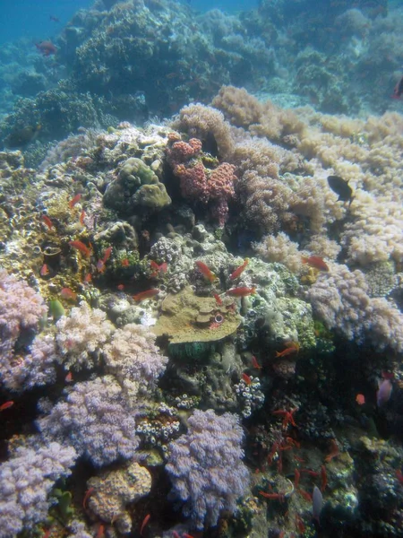 Вертикальний знімок різнокольорових коралових рифів під водою — стокове фото