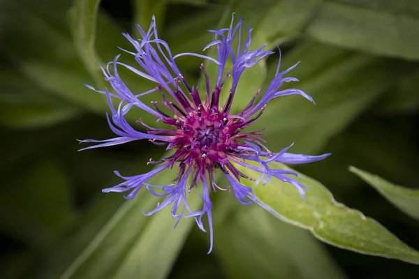 濃緑色の葉を背景に紫色の花弁状の情熱花の選択的集中撮影 — ストック写真