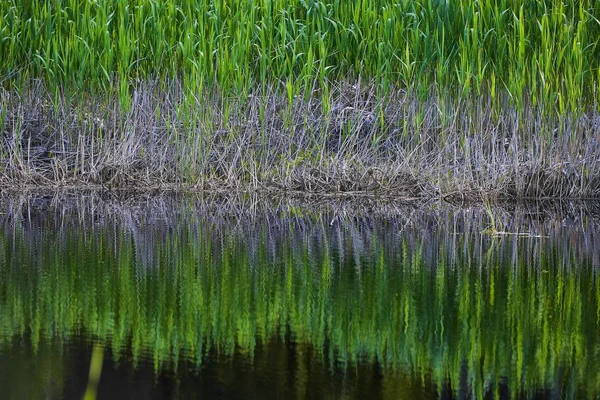 Beau plan d'eau reflétant l'herbe sur le rivage — Photo