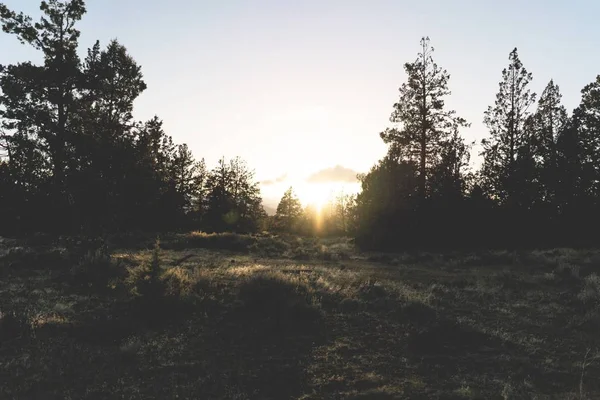 Hermosa amplia toma de árboles en un campo de hierba durante el atardecer — Foto de Stock