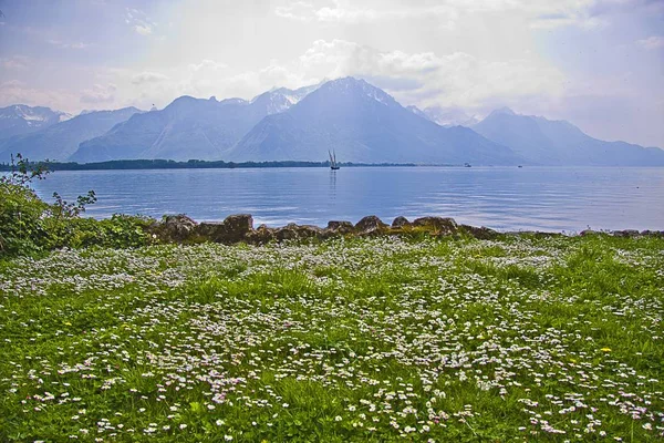 Piękne ujęcie trawiastego pola i kwiaty w pobliżu morza z górami tło — Zdjęcie stockowe