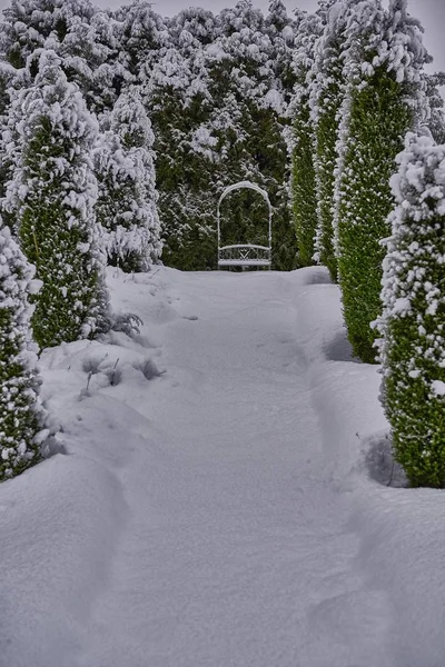 Vertikal skott av en snöig väg i mitten av träd — Stockfoto