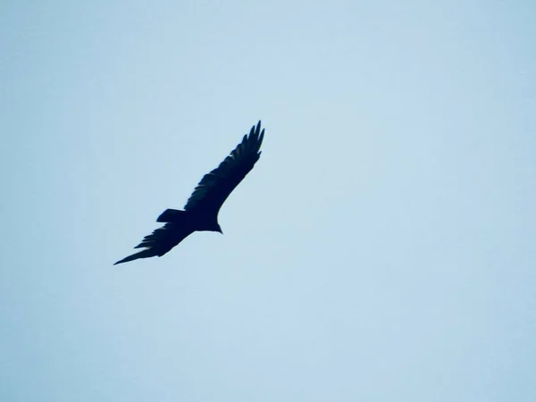 Low angle shot of a black sea hawk under the beautiful blue sky — Stock Photo, Image