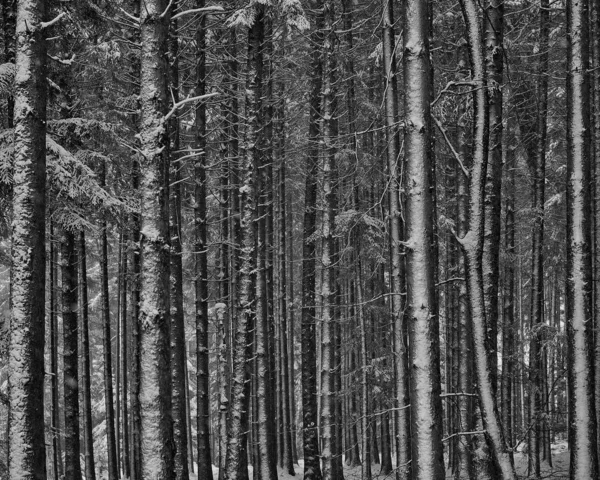 Närbild av en snöig skog i svart och vitt — Stockfoto