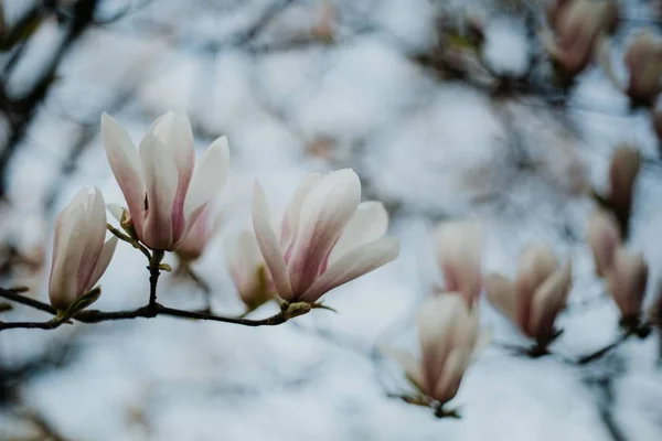 Zdjęcia z bliska białych kwiatów na gałęzi z zamazanym tłem — Zdjęcie stockowe