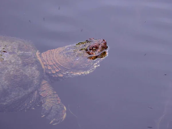 Primer plano de una tortuga en el agua durante el día — Foto de Stock