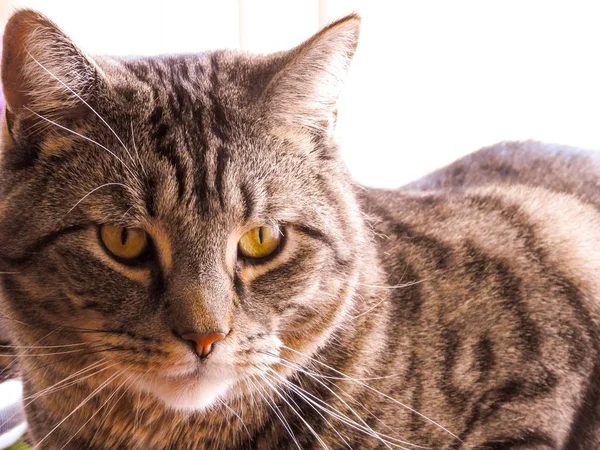 Primer plano selectivo de un lindo gato gris sobre un fondo blanco — Foto de Stock