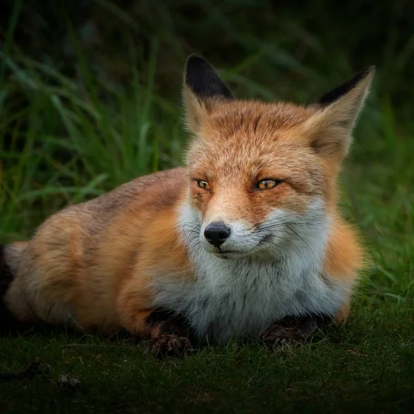 Selective closeup shot of a brown fox in the field of grass during daytime — Stock Photo, Image