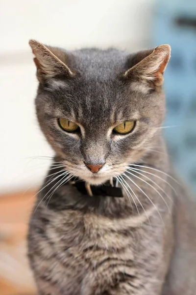 Verticale opname van een serieuze kat kijkend naar de camera met een wazige achtergrond — Stockfoto