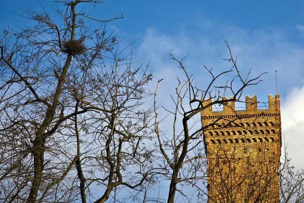 美丽的无叶树的照片，背景是一座古老的塔和蓝天 — 图库照片