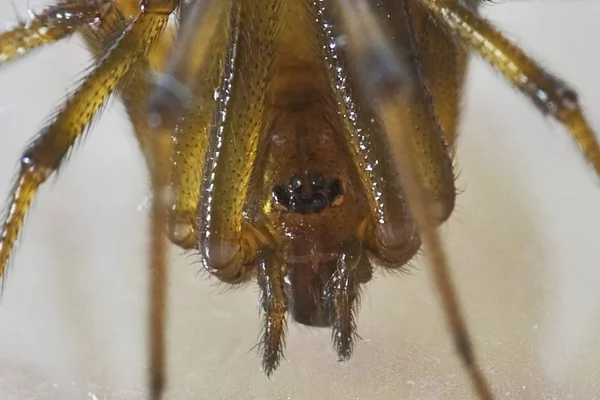 Primer plano de una araña sobre una superficie blanca —  Fotos de Stock