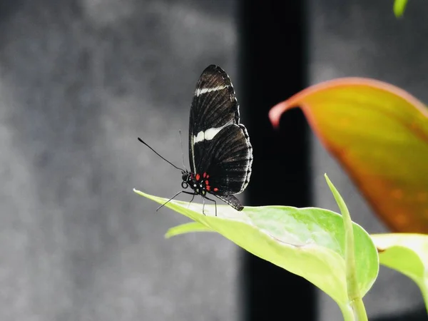 Вибірковий крупним планом фокусований знімок чорного метелика на зеленолистяній рослині з розмитим тлом — стокове фото