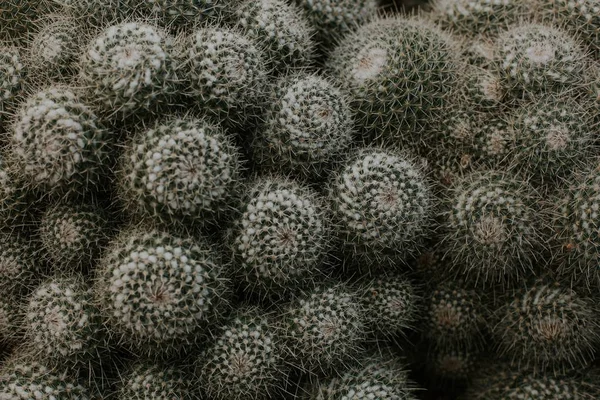 Primer plano de las plantas de cactus — Foto de Stock