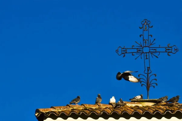Fechar tiro de pombos sentados em cima de um edifício com um céu limpo no fundo — Fotografia de Stock