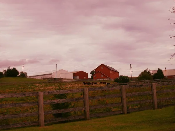 Ευρεία βολή από κόκκινα σπίτια και αγελάδες σε ένα βοσκότοπο που περιβάλλεται από ένα ξύλινο φράχτη το βράδυ — Φωτογραφία Αρχείου