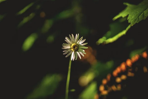 Closeup seletivo tiro de uma flor de camomila branca — Fotografia de Stock