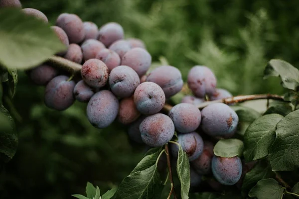 Närbild skott av plommon på grenen med en suddig naturlig bakgrund — Stockfoto