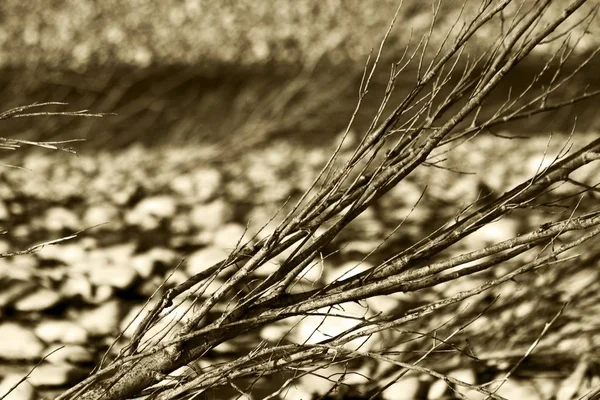 Κοντινό πλάνο ξηρών κλαδιών δέντρων με θολό φόντο — Φωτογραφία Αρχείου