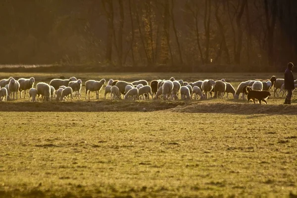 Schöne Aufnahme einer Person, die in der Nähe der Schafherde auf einem trockenen, grasbewachsenen Feld bei Tag steht — Stockfoto