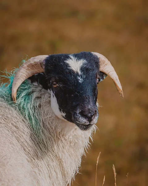 Selectieve close-up van een witte en zwarte geit in de wei met een wazige achtergrond — Stockfoto