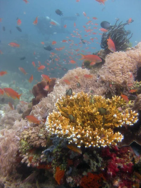 Вертикальний знімок школи червоно-чорної риби, що плаває під водою біля коралових рифів — стокове фото