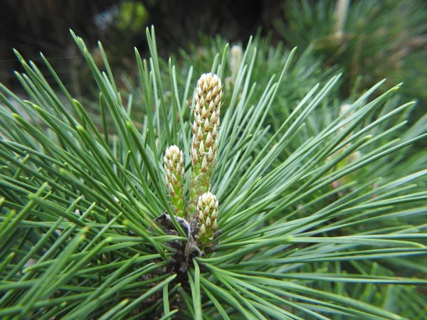 Selective closeup focused shot of pond pine with pointy leaves on a blurred background Stock Photo