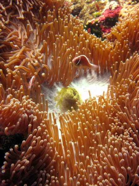 Вертикальний знімок двох червоних риб, що плавають біля щупальцеподібних коралів під водою — стокове фото