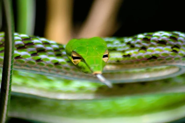 Selektive Nahaufnahme einer grünen Schlange mit herausgestreckter Zunge — Stockfoto