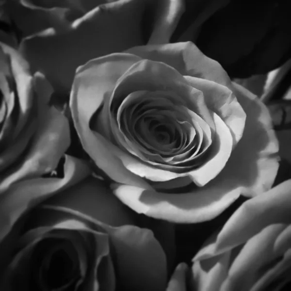 Greyscale skott av en vacker ros blomma — Stockfoto