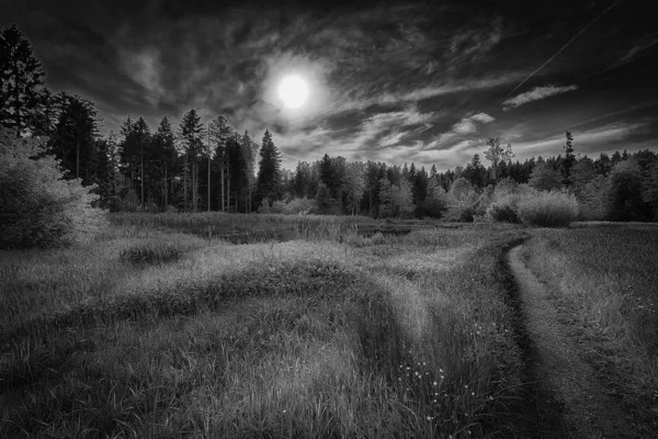 Pathway in het midden van het grasveld met bomen in de verte in zwart-wit — Stockfoto