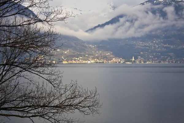 Close shot of a leafless tree with buildings near the mountains in the background — Stock Photo, Image