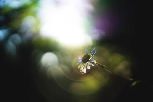 Selective closeup shot of a white chamomile flower — Stock Photo, Image