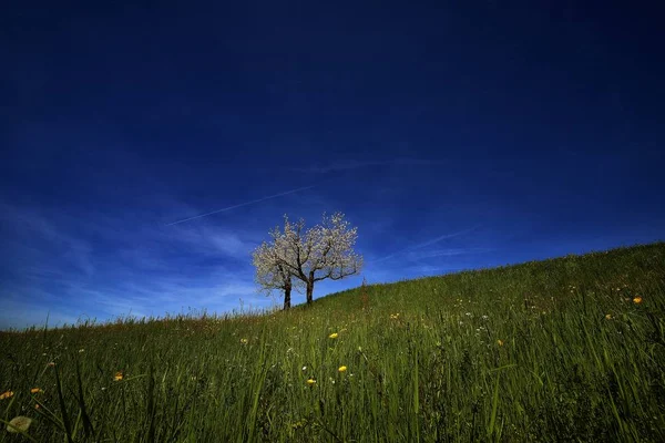 Tiro largo de duas árvores florescidas em um campo gramado abaixo do céu azul em um dia ensolarado — Fotografia de Stock