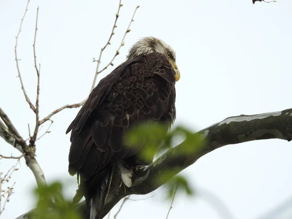 Disparo de ángulo bajo de un halcón enojado de pie sobre una rama de árbol con un fondo blanco —  Fotos de Stock