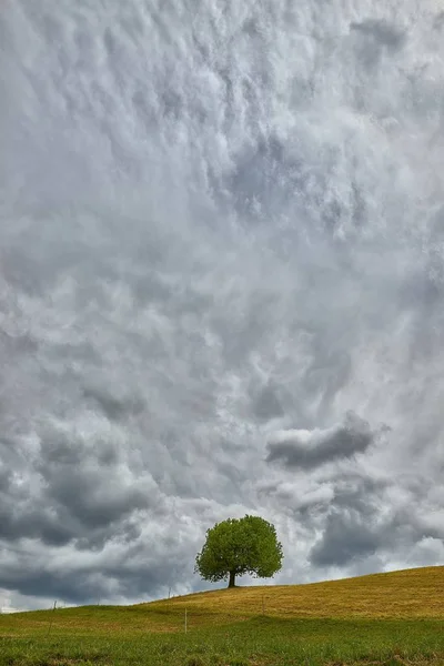 Tiro vertical de un árbol en una colina cubierta de hierba bajo un cielo nublado — Foto de Stock