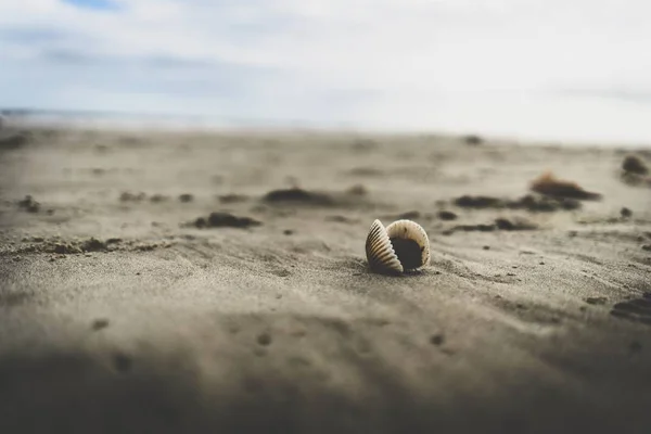 Selective shot of a seashell on the surface of sand — Stock Photo, Image