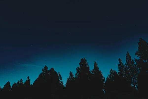 Belo tiro de silhueta de árvores abaixo de um céu noturno azul — Fotografia de Stock