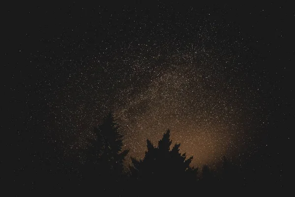 Krásná silueta záběr stromů pod hvězdnou noční oblohou — Stock fotografie