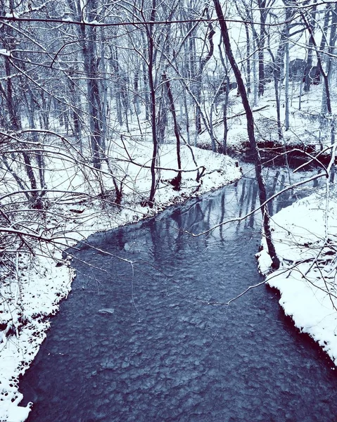 Plan vertical en niveaux de gris d'une rivière dans une forêt avec beaucoup d'arbres nus — Photo