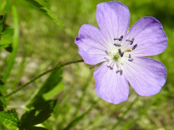 Selectieve close-up gericht schot van een paarsbloemige aubretia bloem met een wazige achtergrond — Stockfoto