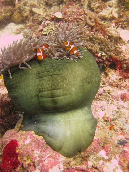 Κάθετη επιλεκτική λήψη του clownfish μεταξύ κοραλλιογενών υφάλων — Φωτογραφία Αρχείου