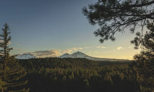 Amplio plano de un bosque de pinos verdes cerca de montañas blancas bajo un cielo azul —  Fotos de Stock